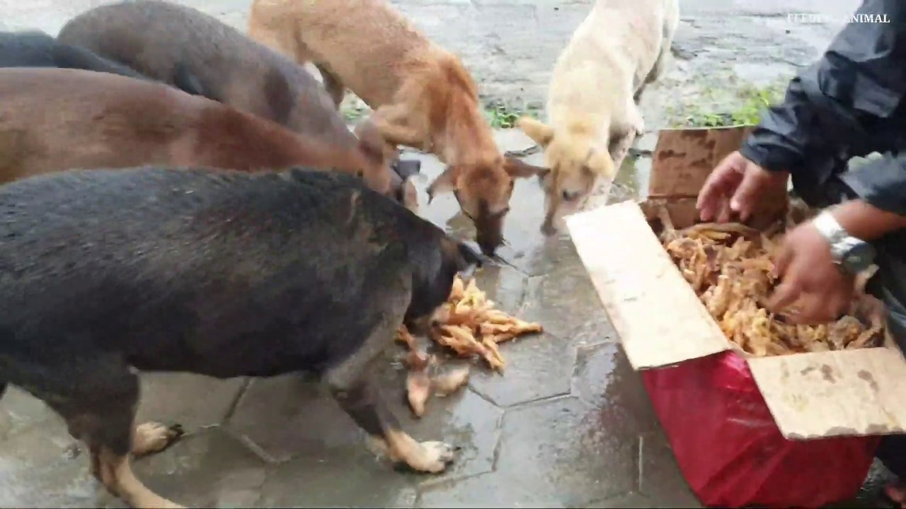 A group of Street dog eat 20 kg chicken leg pieces __ Feeding not only monkeys b_Full-HD