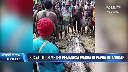 Buaya Tujuh Meter Pemangsa Warga di Papua Berhasil Ditangkap