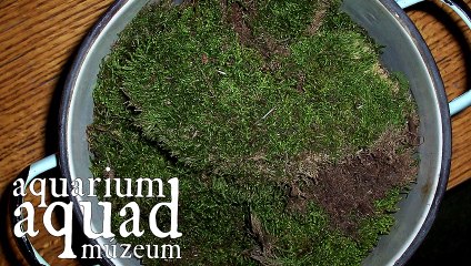 Régi dolgok / Grindál 1 (újratöltve)