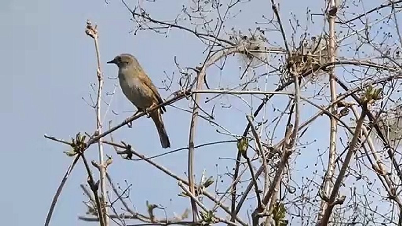  Oiseau qui chante  