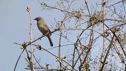  Oiseau qui chante  
