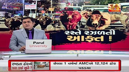 Stray animal menace pose a threat to commuters, Bhavnagar _ Tv9GujaratiNews