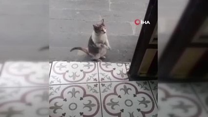 Maskot kedi esnaftan böyle yiyecek istiyor