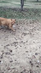 Cute Cat  Sound Video By Kingdom of Awais