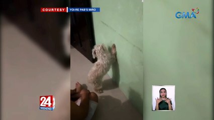 Asong mahilig tumakas, pinag-face the wall | 24 Oras