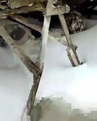 Yazın kullandıkları hayvanları kışın ölüme terk ediyorlar