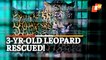 WATCH | 3-Yr-Old Leopard Rescued From Private Godown At Coimbatore