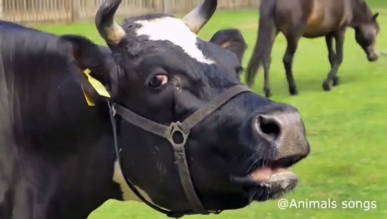 Cow | Cow Song And Fun