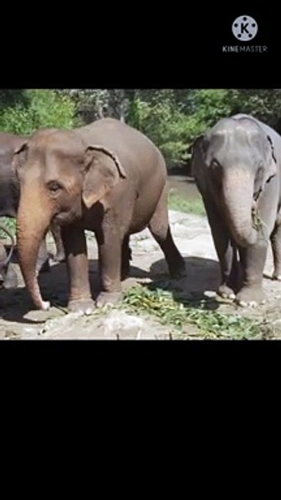 Elephant  play time 