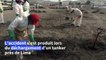 Marée noire au Pérou: début du nettoyage des plages polluées