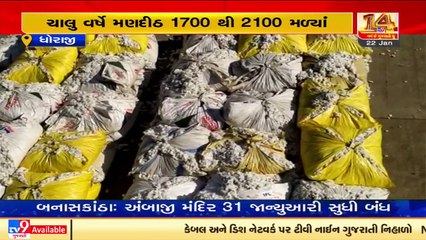 Bumper income of cotton producers in Dhoraji market yard _Gujarat _Tv9GujaratiNews