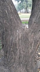 Cute Squirrel ️ Video By Kingdom of Awais