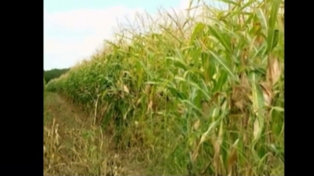 Monsanto, pesticides et OGM