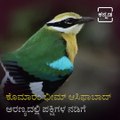 Watch Wonderful Looks Of Varieties Of Birds In Kumuram Bheem Fores.