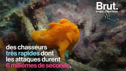 Le poisson-grenouille a une technique de chasse infaillible