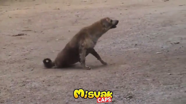 Gündem olan paylaşım! Sedef Kabaş ile bu köpeğin oyunculuğu ölümüne kapışır