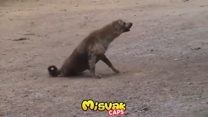 Gündem olan paylaşım! "Sedef Kabaş ile bu köpeğin oyunculuğu ölümüne kapışır"