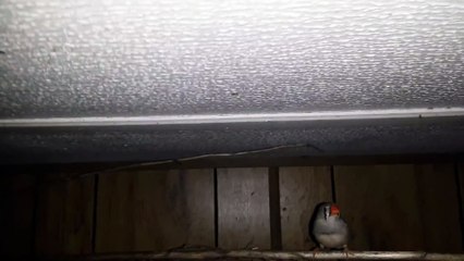 ZEBRA FINCH 20210117_065722