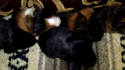 BABY CAVIA PORCELLUS DAVID CLOVER PIXIE DAVID 102_7978