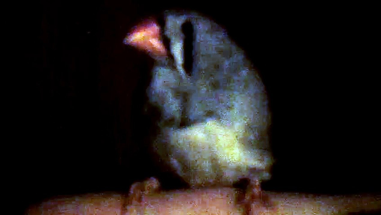 ZEBRA FINCH 102_7993