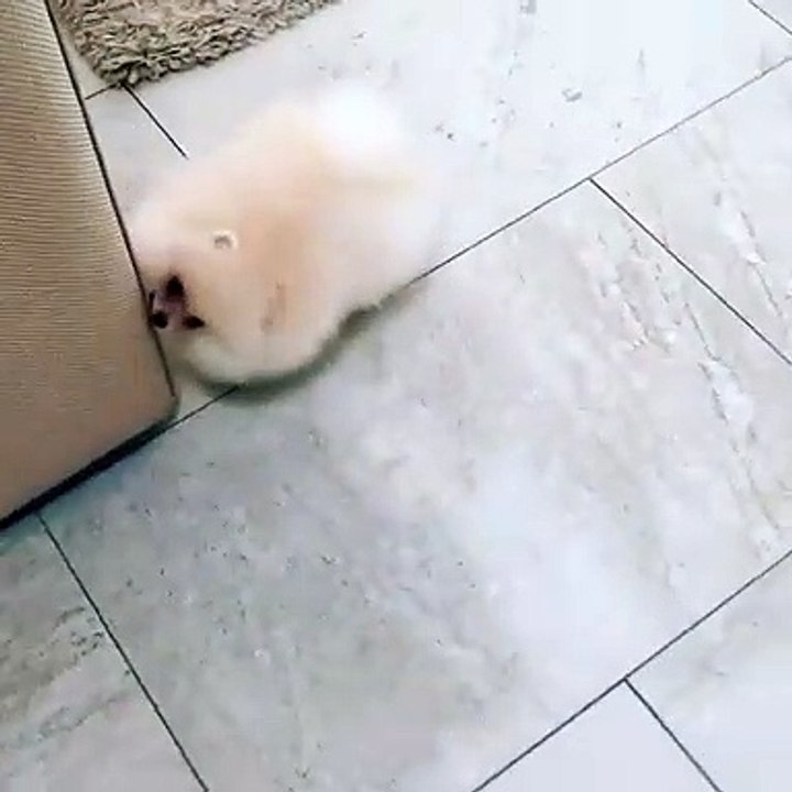 Cute Dog - #25