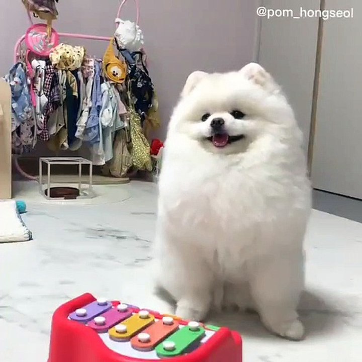 Cute Dog - #28