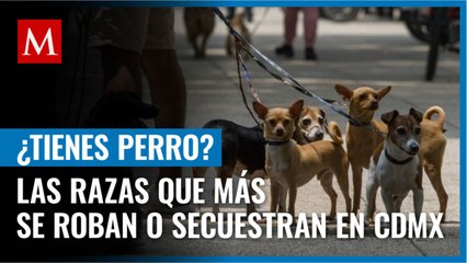 ¿Tienes un perrito? Éstas son las razas que más se roban o secuestran en CdMx