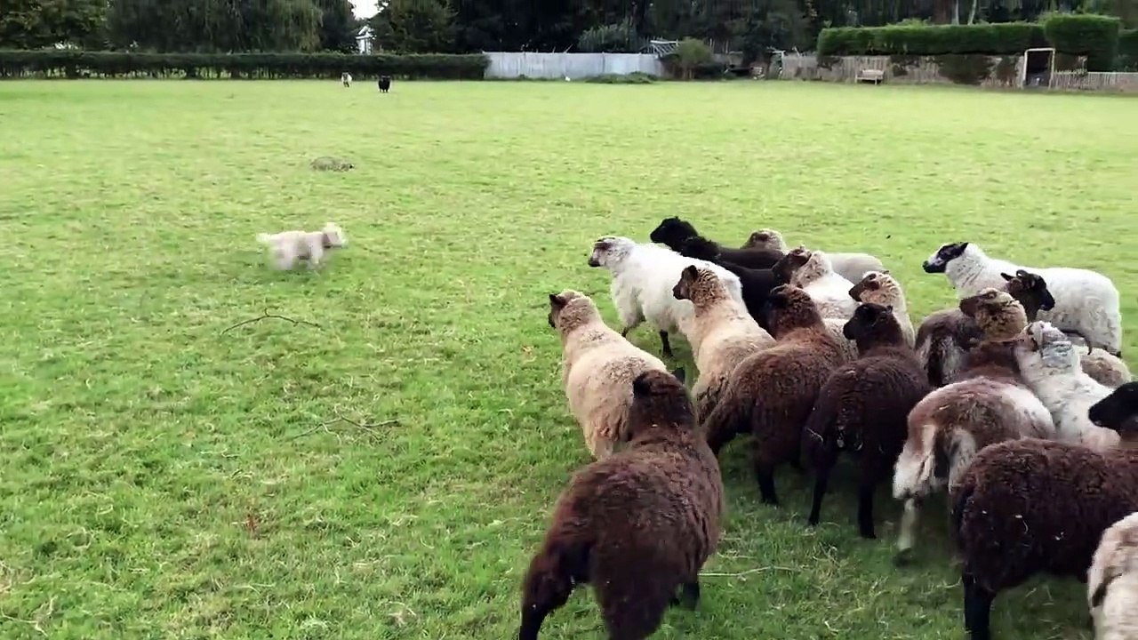 Dog nay  ko pagal bna dia funny video 