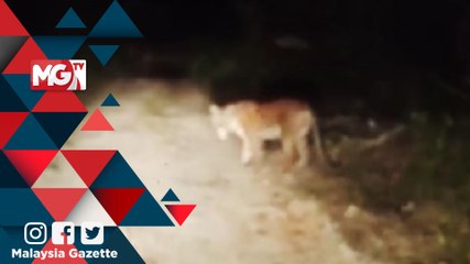 MG VIRAL : Kelibat Pak Belang Dilihat Berkeliaran di Santong, Paka Terengganu