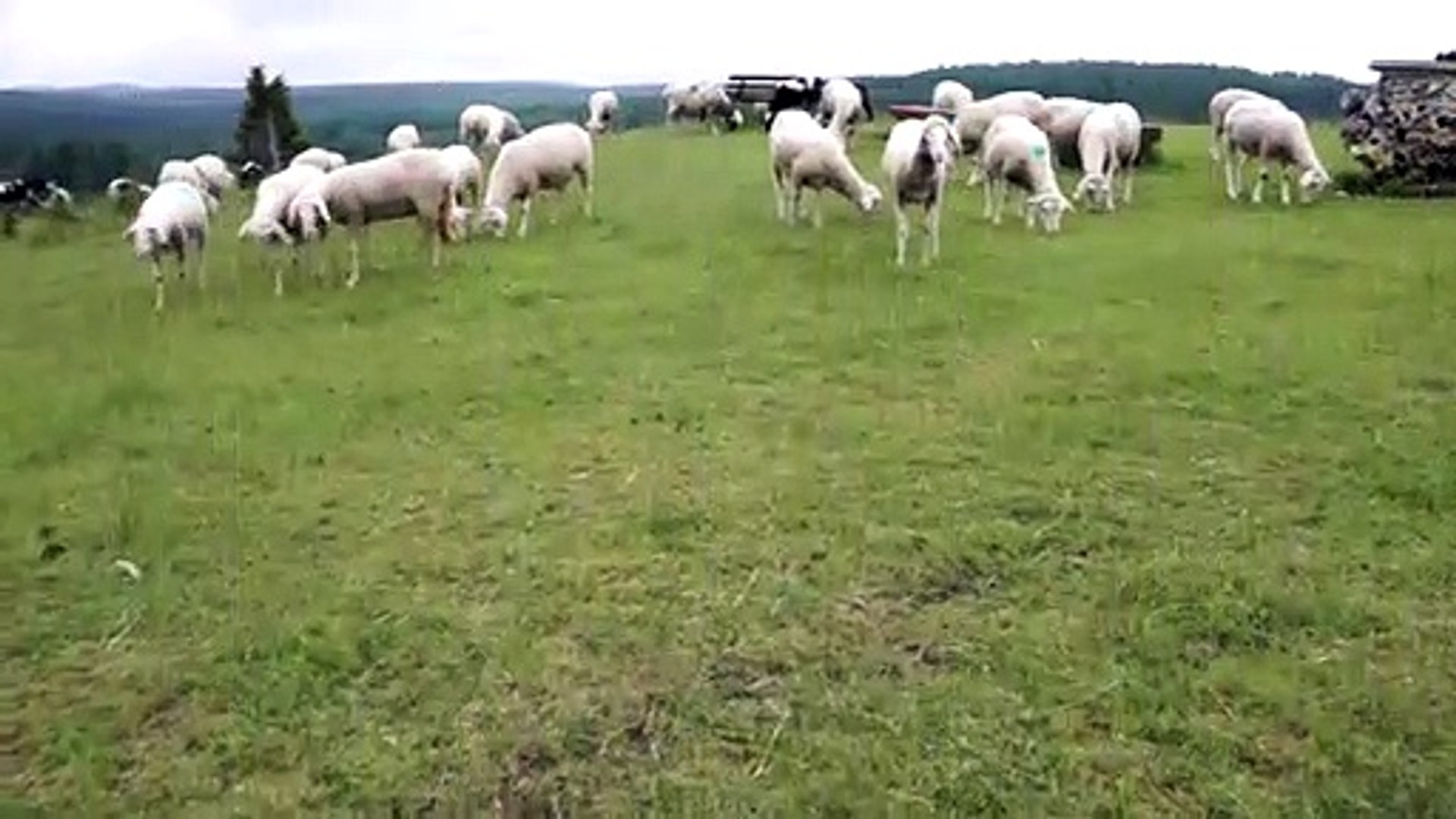 relax music , sleeping music