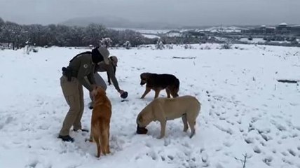 Descargar video: Son dakika! KAR YAĞIŞI NEDENİYLE YİYECEK BULAMAYAN SOKAK HAYVANLARI İÇİN POLİS MAMA BIRAKTI