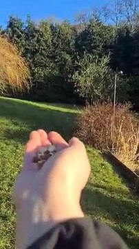 Hand feeding birds | Feed from hand | Nature Is Amazing