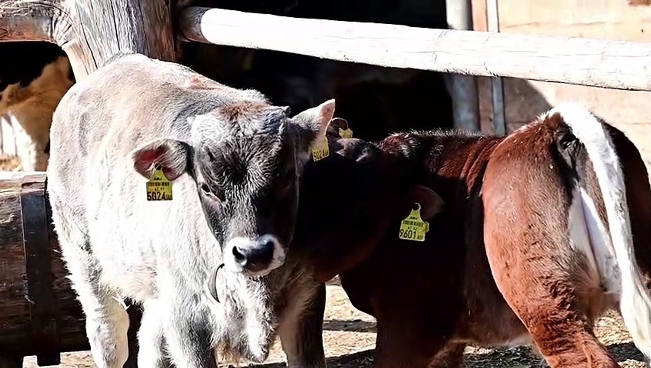 Bauernhofidylle im Alpenzoo