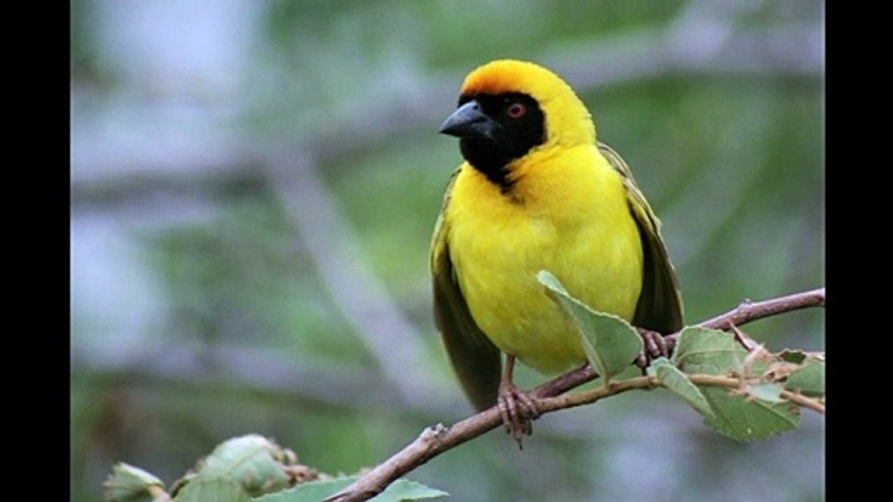 bird sounds Relaxation - Nature sounds music for Meditation - Birds chirping, birds singing 2 minutes