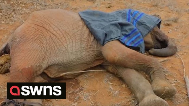Conservationists in Kenya rescue orphaned baby elephant suffering from exhaustion