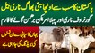 Pakistan Ka Sub Se Oncha Sibi Bhagnari Bull and Pure American Brahmans Cows Ka Best Breeding Farm