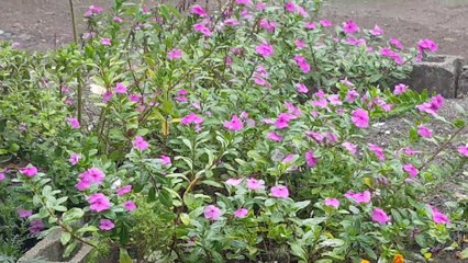 WONDERFUL SCENE OF RAINFAL IN THE GARDEN