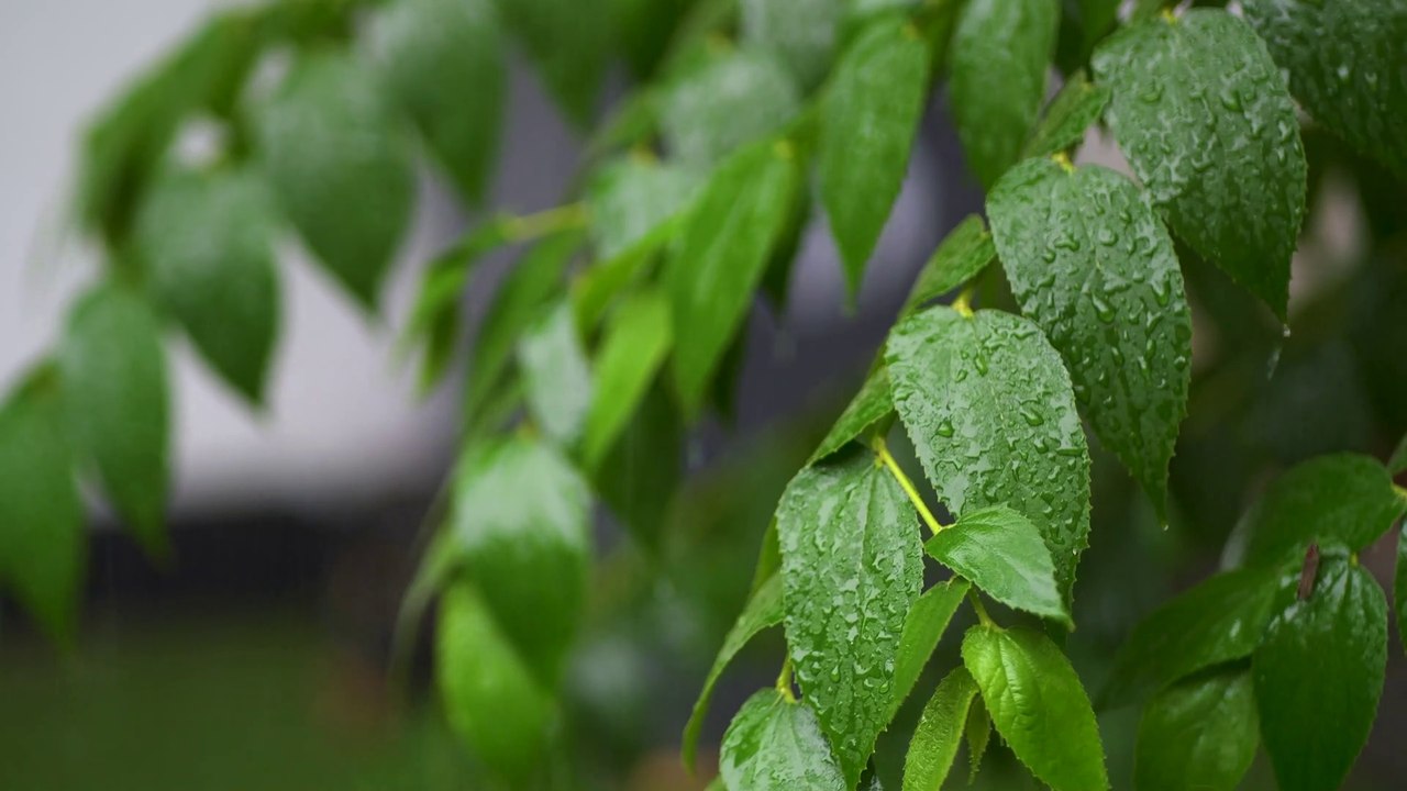 LEAVES WITH HEAVY RAIN CREATING NATURAL MUSIC