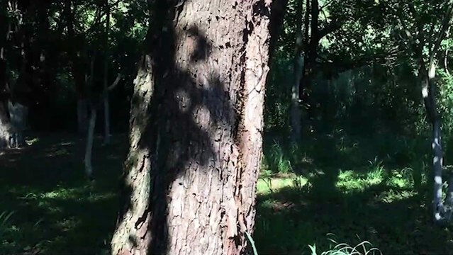 Abelhas atacam homem que recolhia recicláveis no Jardim União