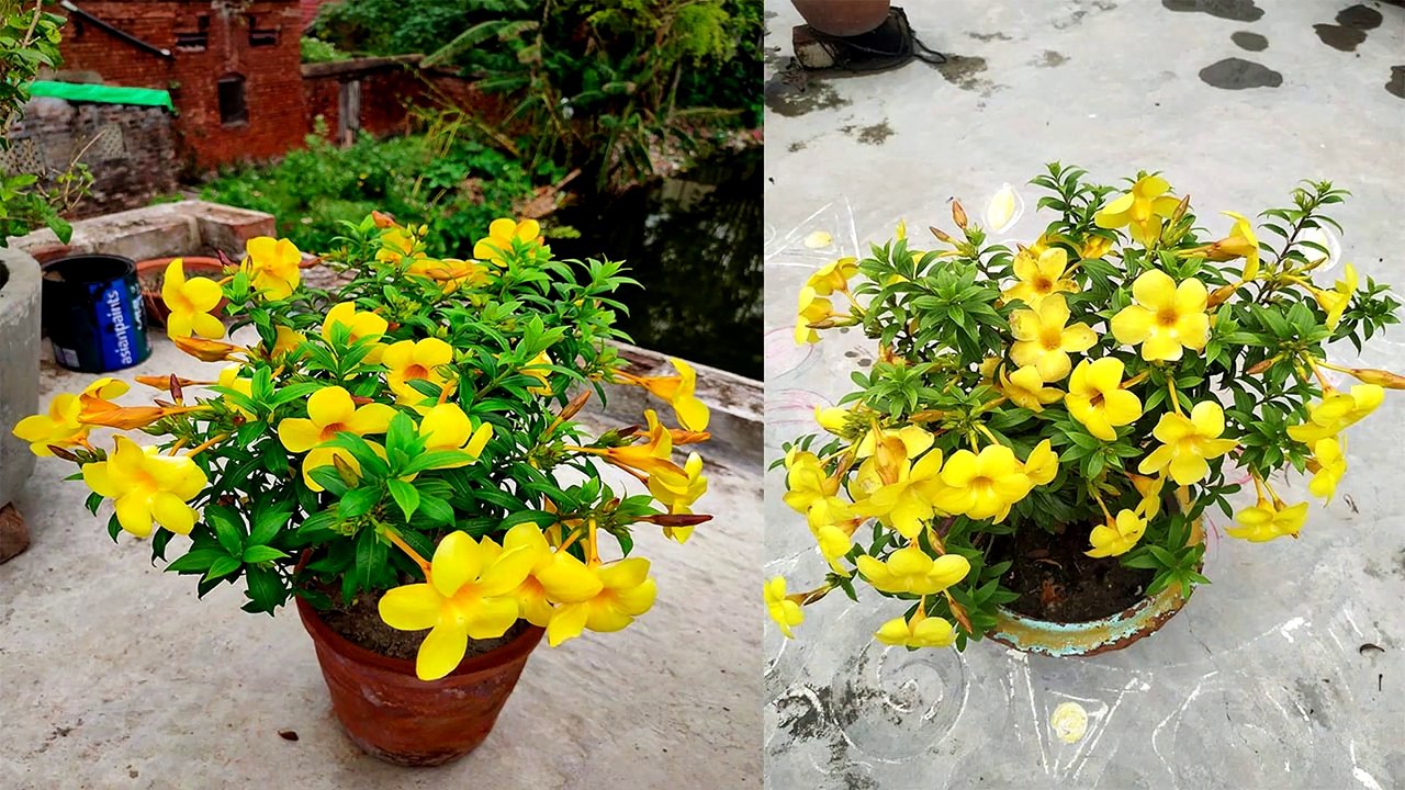 এলামুন্ডা গাছের শীতকালীন পরিচর্যা