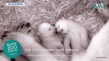 İkiz Kutup Ayısı Yavruları Büyüyor