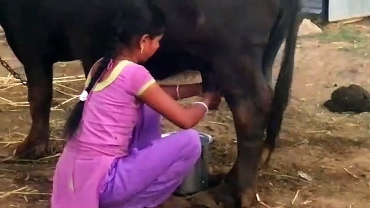 village_how_to_get_young_girl_milk_from_buffalo_live_video