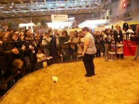 Présentation du furet au salon de l'agriculture Paris 2008