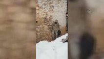 Son dakika haberi: KAHRAMANMARAŞ - Evleri kardan yıkılmak üzere olan çifti jandarma kurtardı