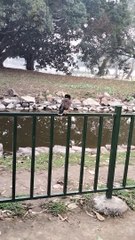 Myna Bird ️ Sound Video By Kingdom of Awais