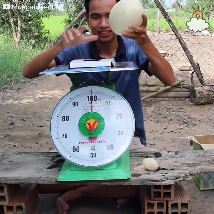 Cuisiner un oeuf d'autruche énorme... omelette pour 10 personnes