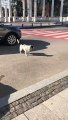 Ce chien aide les enfants à traverser la route... mieux qu'un policier