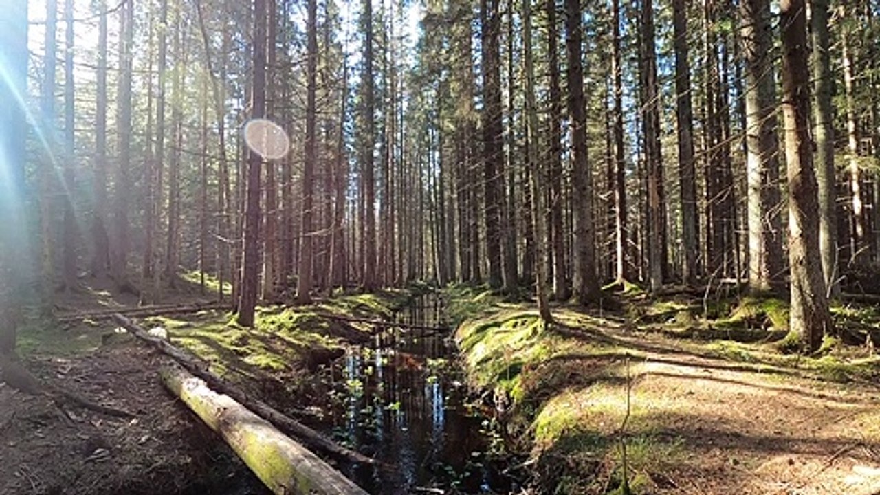 meditation nature sounds,Spring Forest Sounds,Woodland Ambience, Bird Song , 5 minute