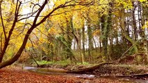 5 MINUTES IN NATURE- Autumn Colours- Relaxing River and Bird Sounds