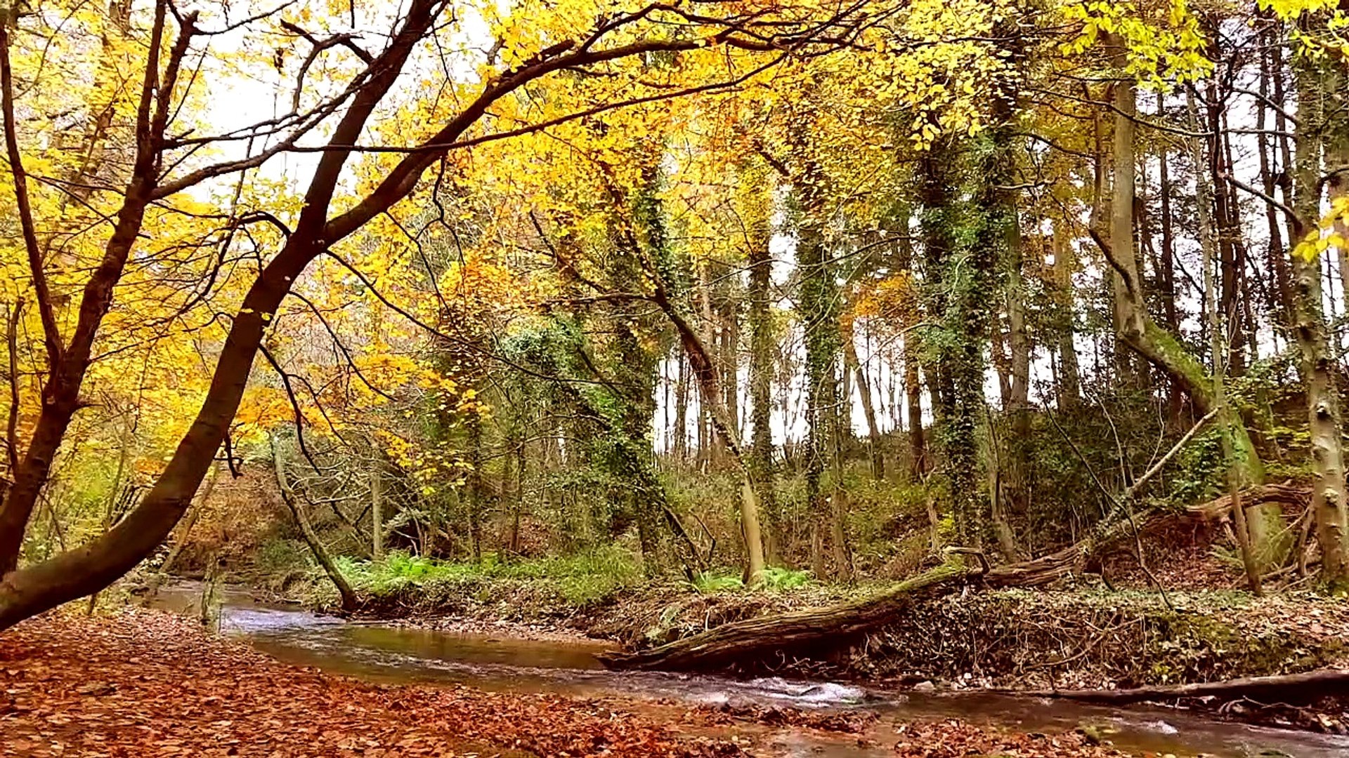 ⁣5 MINUTES IN NATURE- Autumn Colours- Relaxing River and Bird Sounds